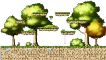 Forest of Beginnings