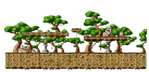 Sky Forest : The Trail