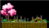 Raccoon Hilltop
