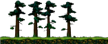 Forest Depths