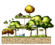 Tiru's Forest