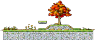 Maple Tree Hill