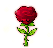 Gorgeous Rose